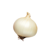 CIPOLLA BIANCA