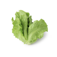 LATTUGA